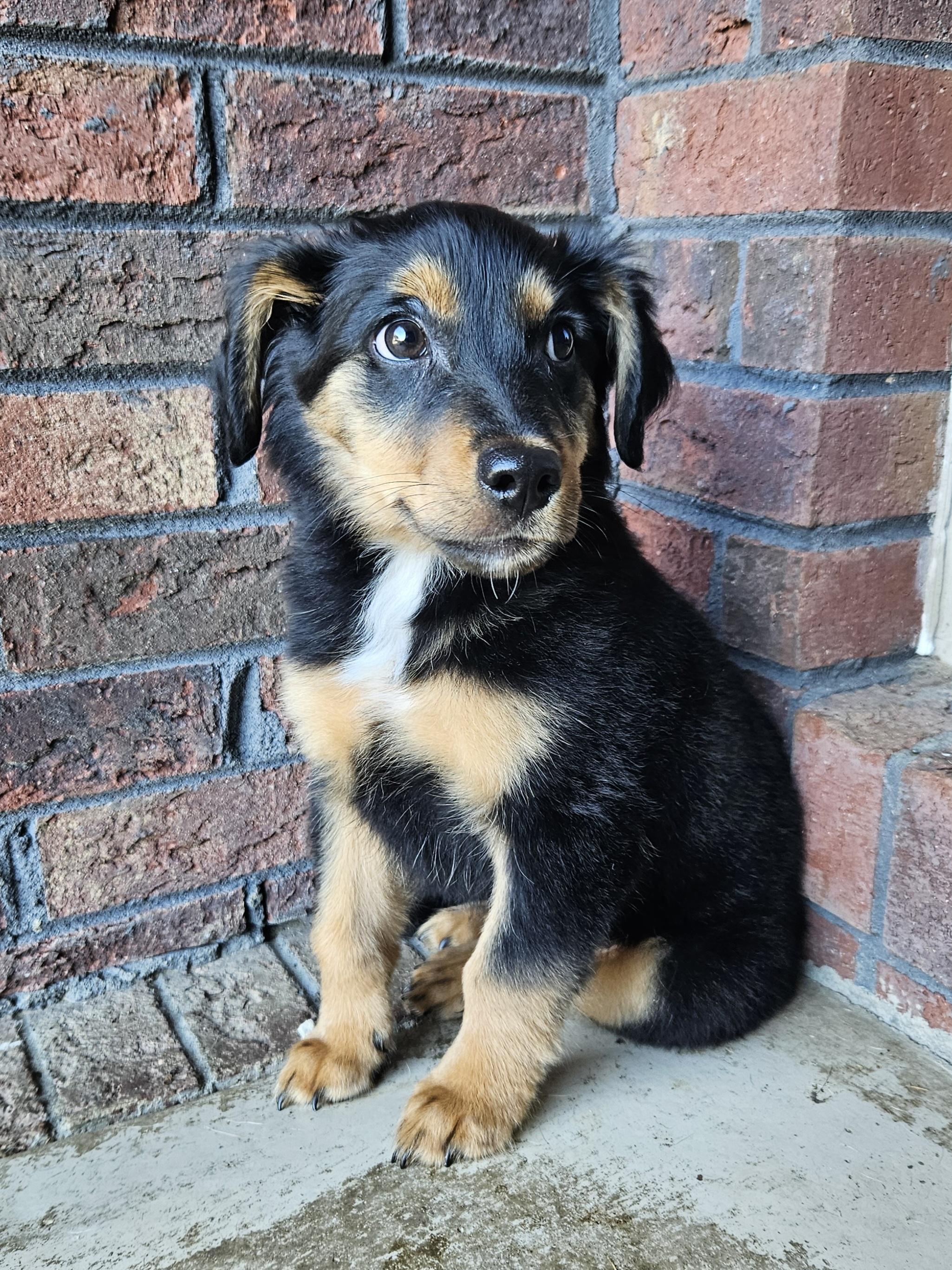 Maximus, Adopted, Puppy Male Terrier.