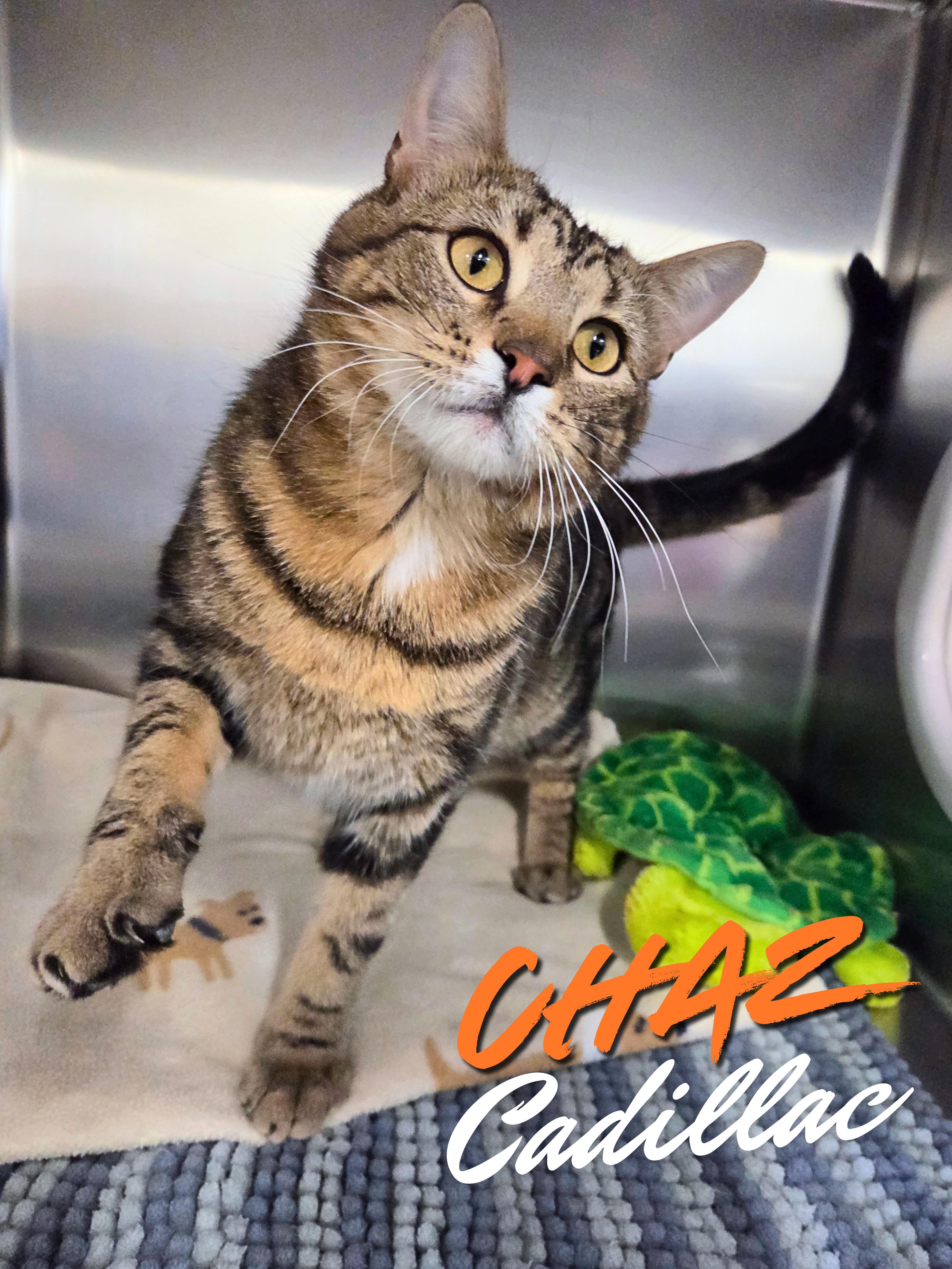 Chaz Cadillac, ADOPTABLE, Young Male Domestic Short Hair.