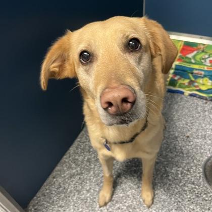 Enlarge Millie, a Adoptable mixed breed in Dubuque, IA image 1/2