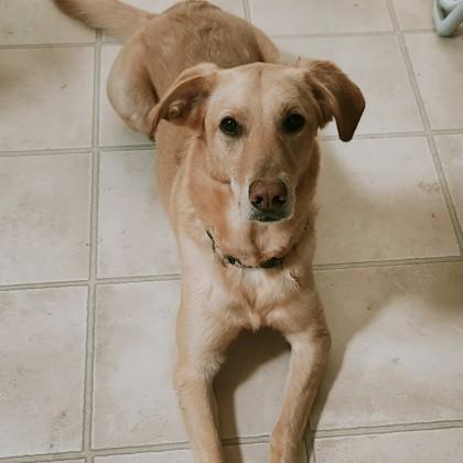 Enlarge Millie, a Adoptable mixed breed in Dubuque, IA image 2/2