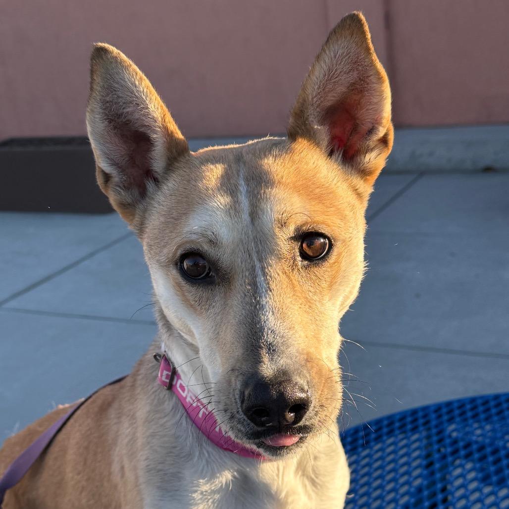 Jessie, Adoptable, Adult Female Carolina Dog & Shepherd.