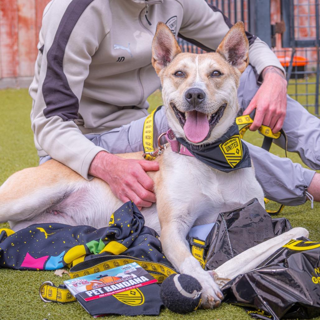 Enlarge Jessie, a Adoptable mixed breed in Albuquerque, NM image 2/6