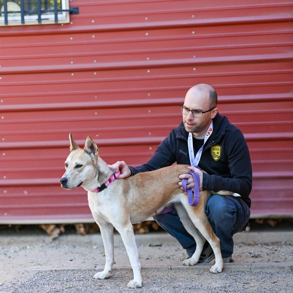 Enlarge Jessie, a Adoptable mixed breed in Albuquerque, NM image 3/6