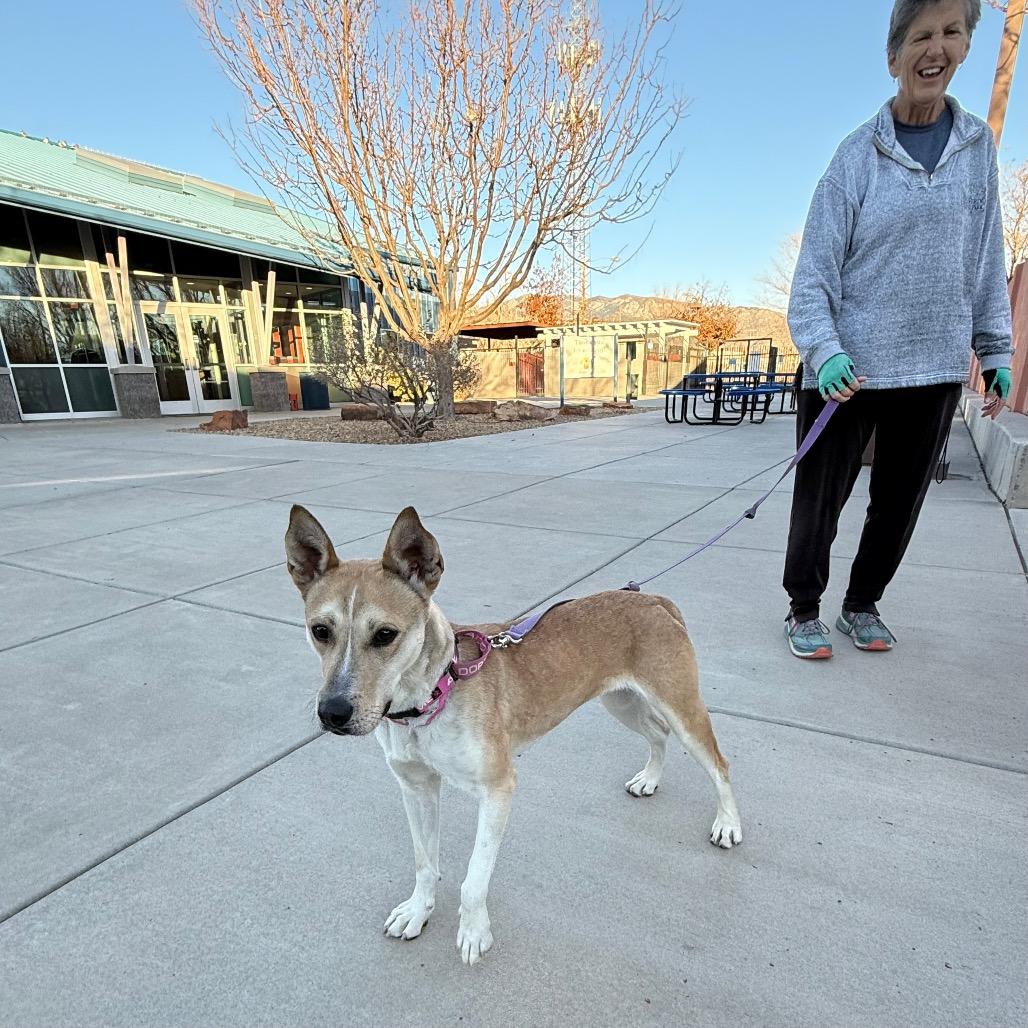 Enlarge Jessie, a Adoptable mixed breed in Albuquerque, NM image 4/6