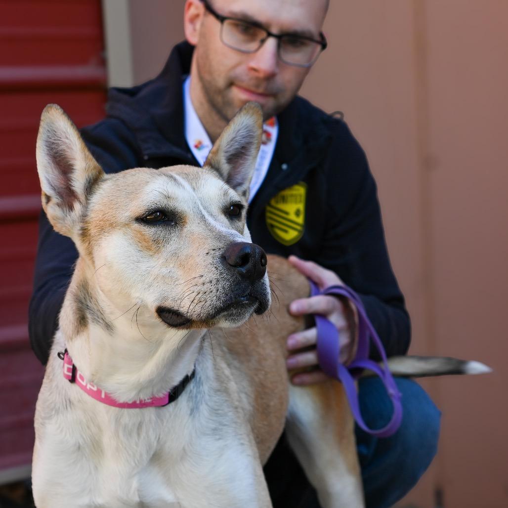 Enlarge Jessie, a Adoptable mixed breed in Albuquerque, NM image 6/6