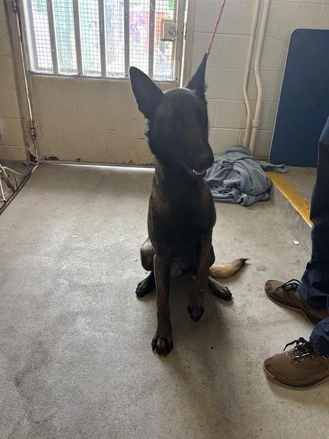 THEO, Adoptable, Young Male Belgian Shepherd / Malinois.