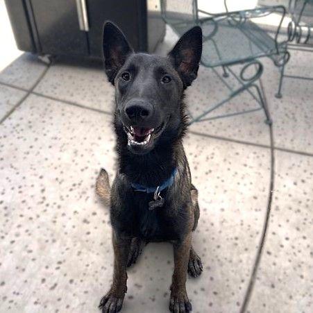THEO, Adoptable, Young Male Belgian Shepherd / Malinois.