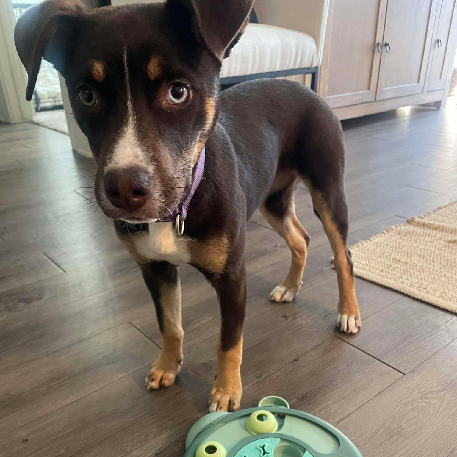 Enlarge Kirby , an adopted mixed breed in Wando, SC image 5/6