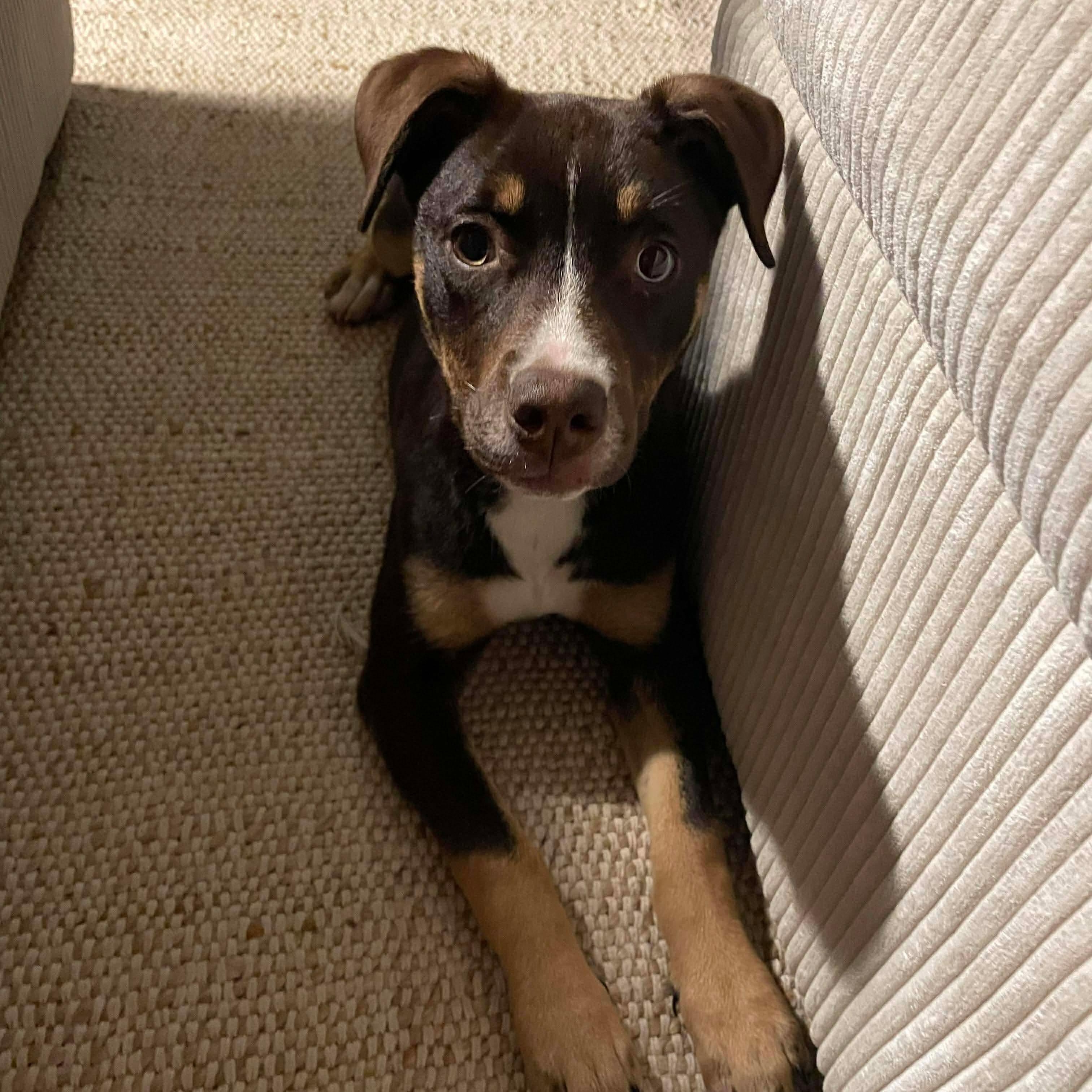 Enlarge Kirby , an adopted mixed breed in Wando, SC image 1/6