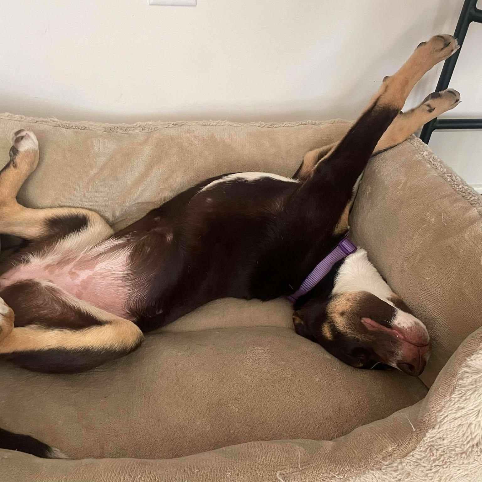 Enlarge Kirby , an adopted mixed breed in Wando, SC image 6/6