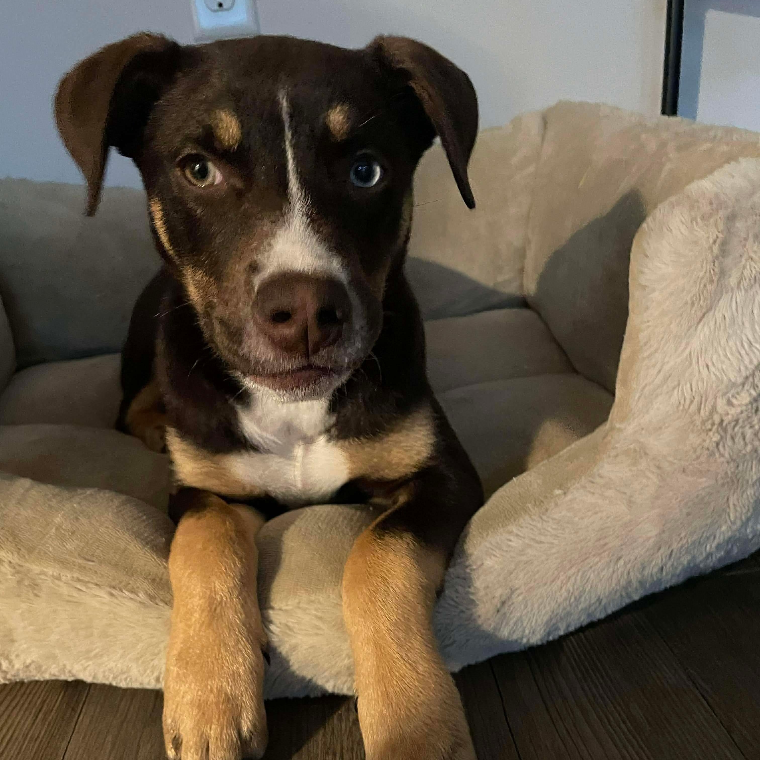 Enlarge Kirby , an adopted mixed breed in Wando, SC image 3/6