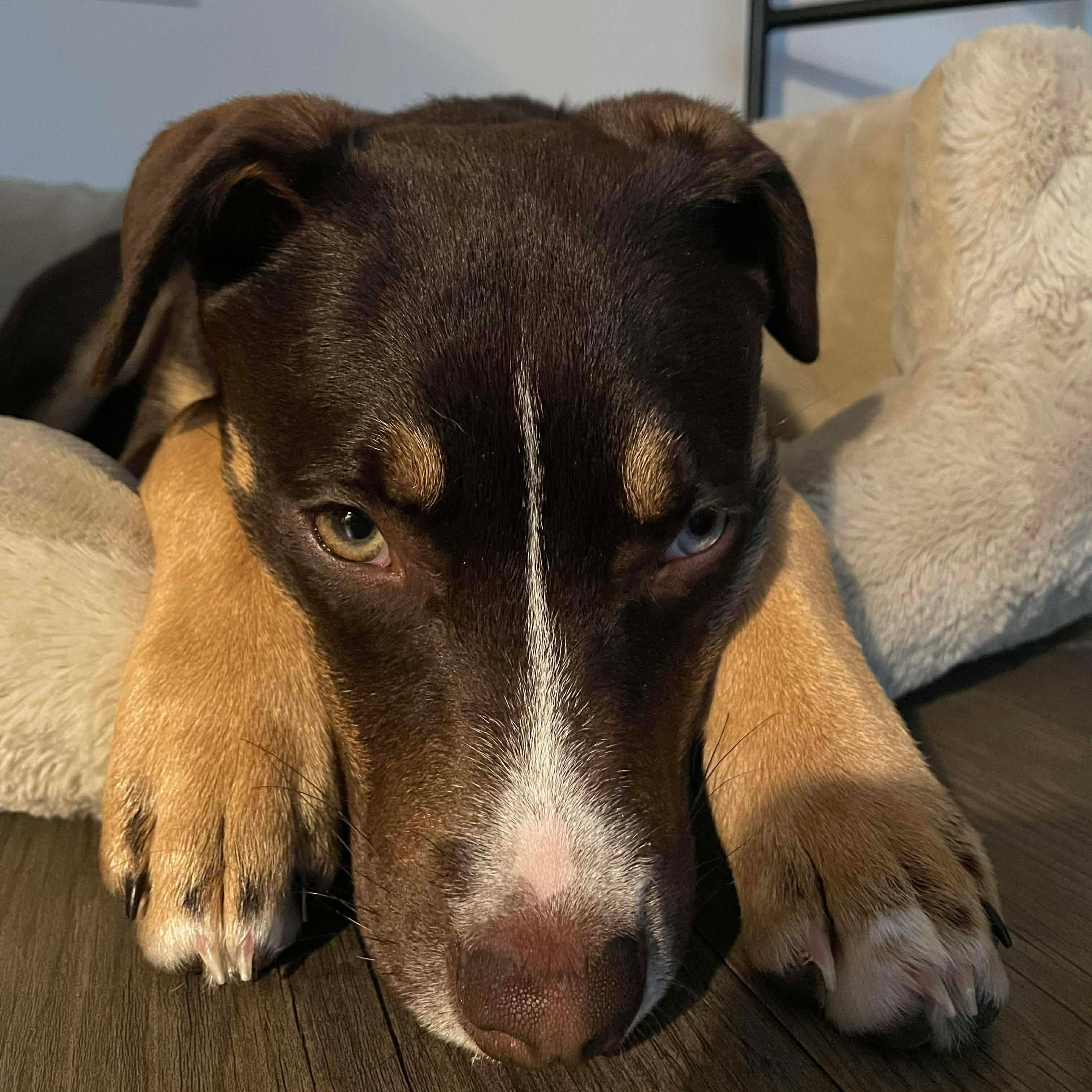 Enlarge Kirby , an adopted mixed breed in Wando, SC image 2/6