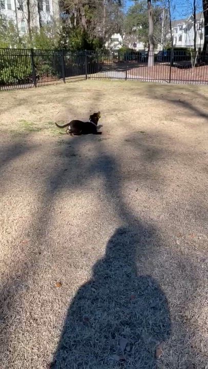 Enlarge Kirby , an adopted mixed breed in Wando, SC video 4/6