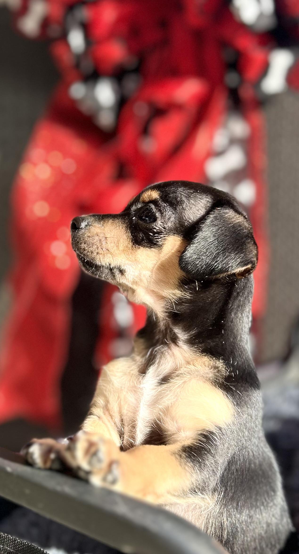 Enlarge Meesha, a ADOPTABLE Chiweenie in Bakersfield, CA image 3/6