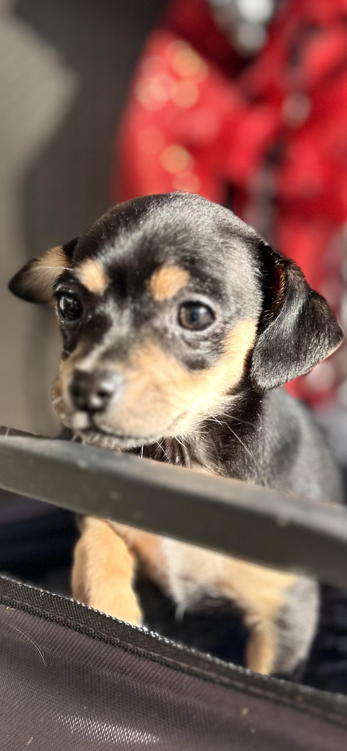 Enlarge Meesha, a ADOPTABLE Chiweenie in Bakersfield, CA image 1/6