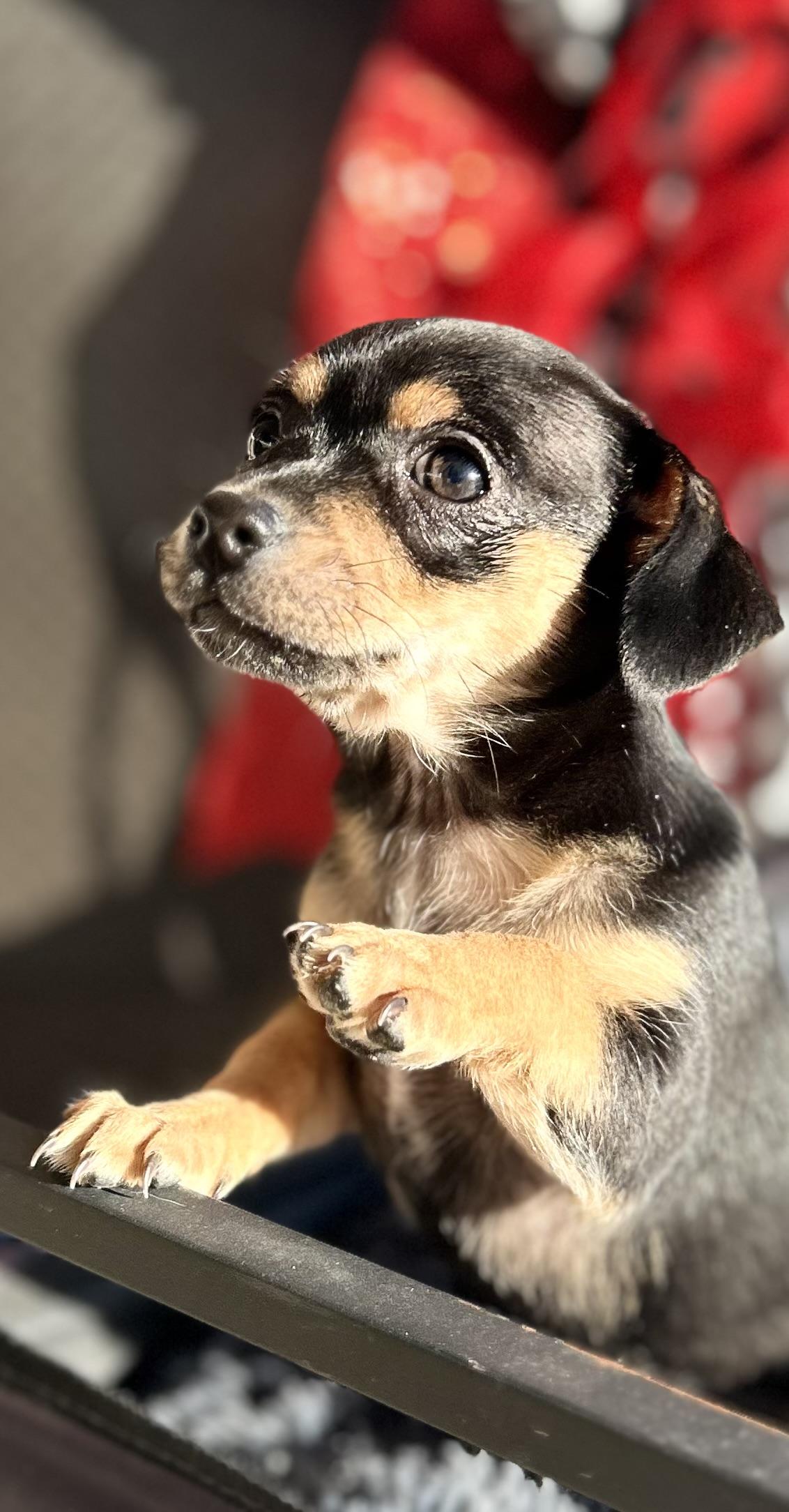 Enlarge Meesha, a ADOPTABLE Chiweenie in Bakersfield, CA image 5/6