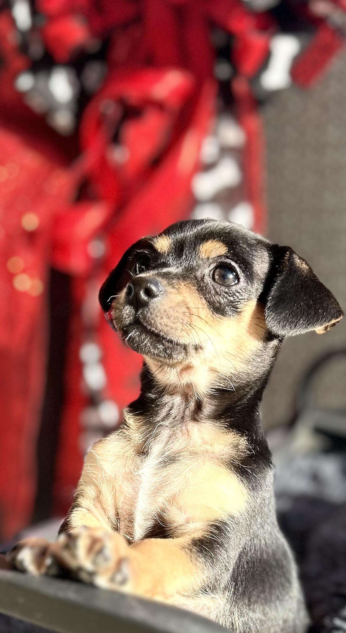 Enlarge Meesha, a ADOPTABLE Chiweenie in Bakersfield, CA image 4/6