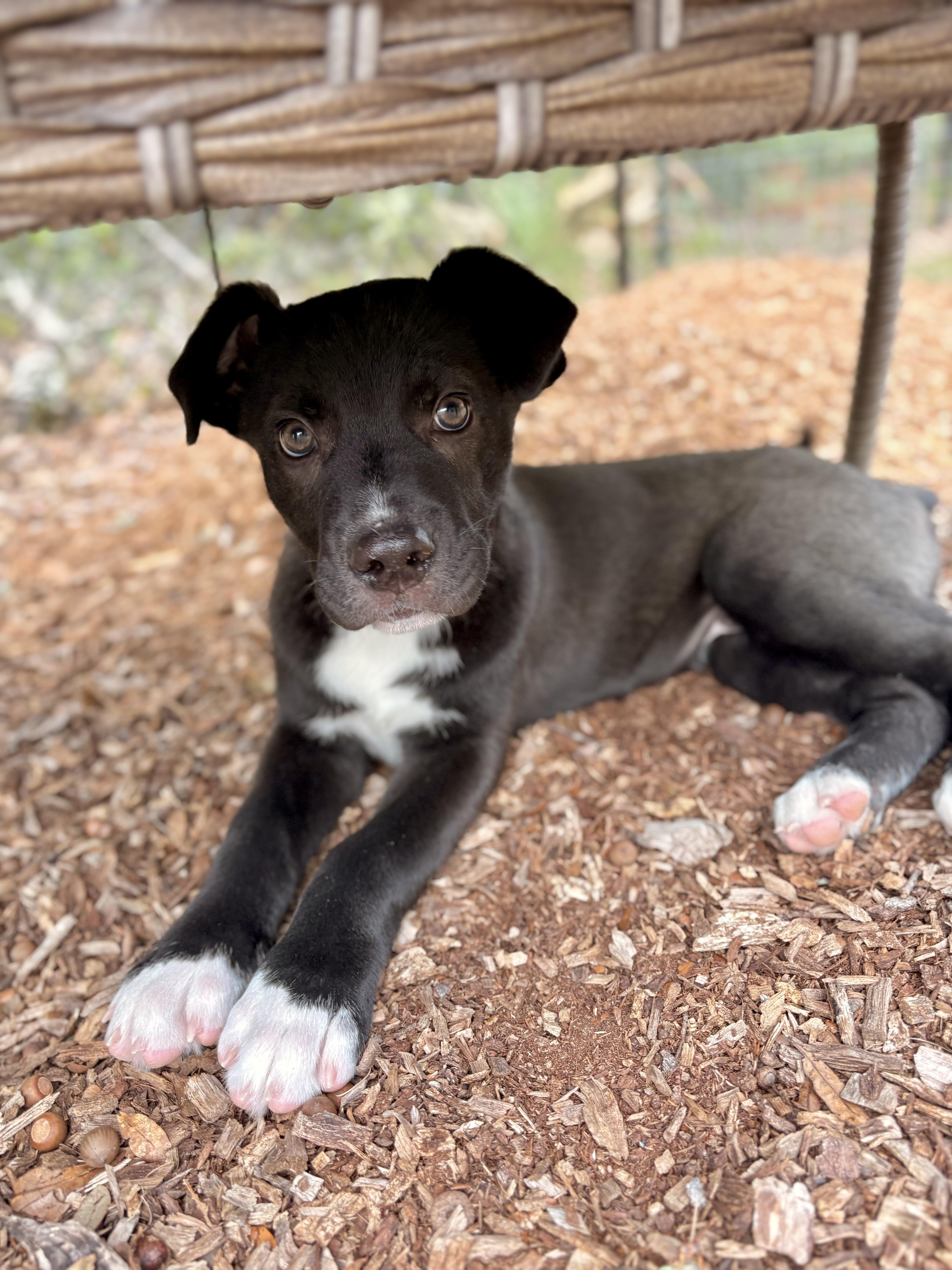 Tupac, adopted, Puppy Male Black Labrador Retriever & Pit Bull Terrier.