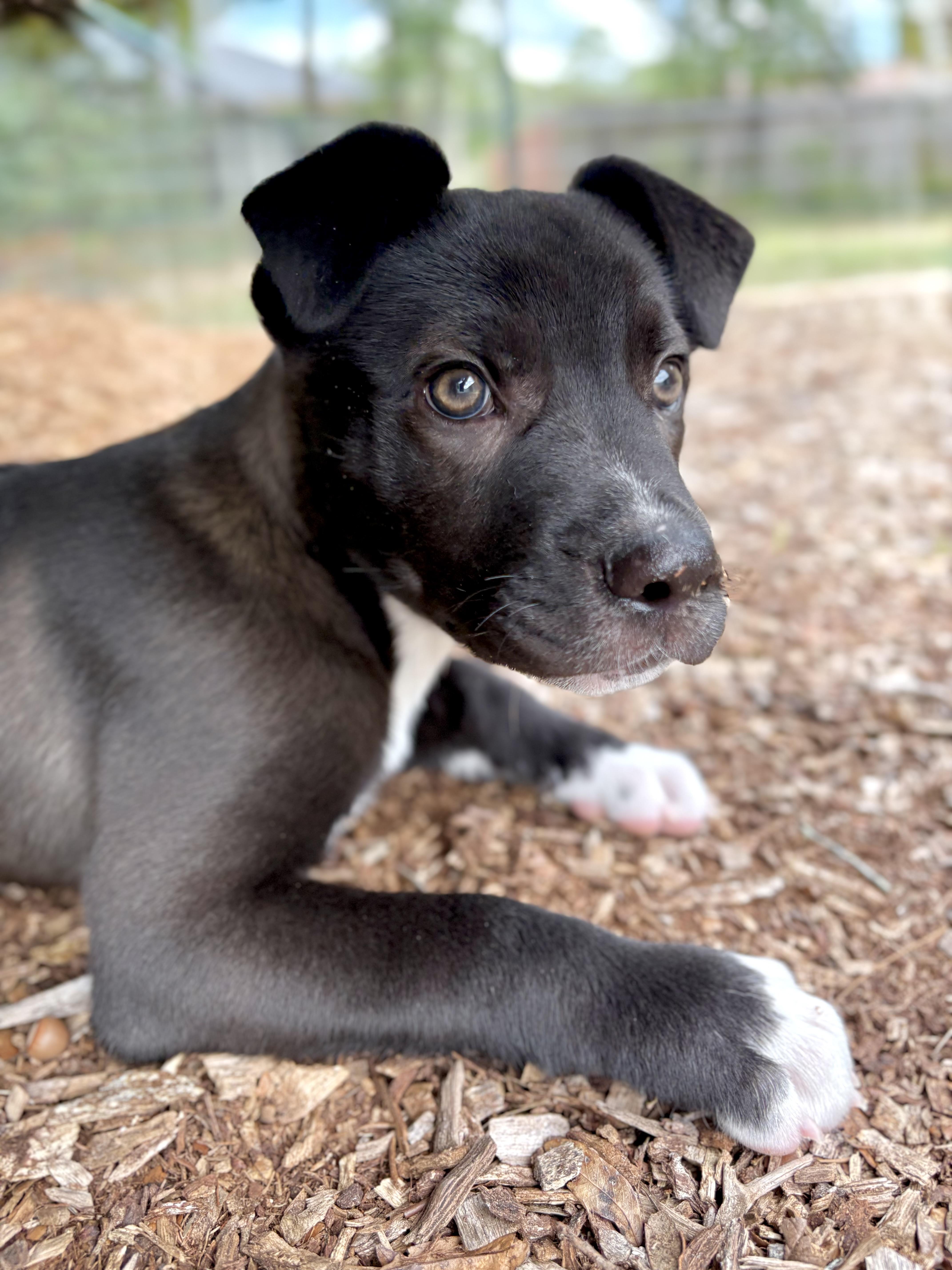 Enlarge Tupac, an adopted mixed breed in Inverness, FL image 3/6