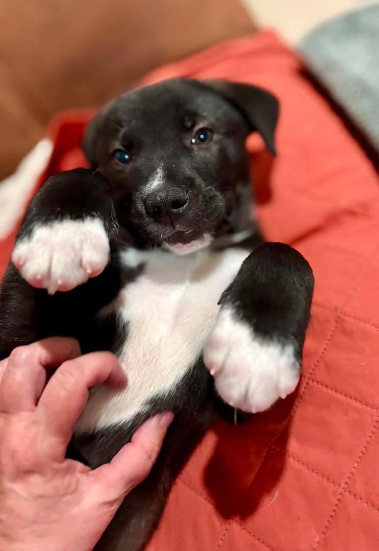 Enlarge Tupac, an adopted mixed breed in Inverness, FL image 4/6
