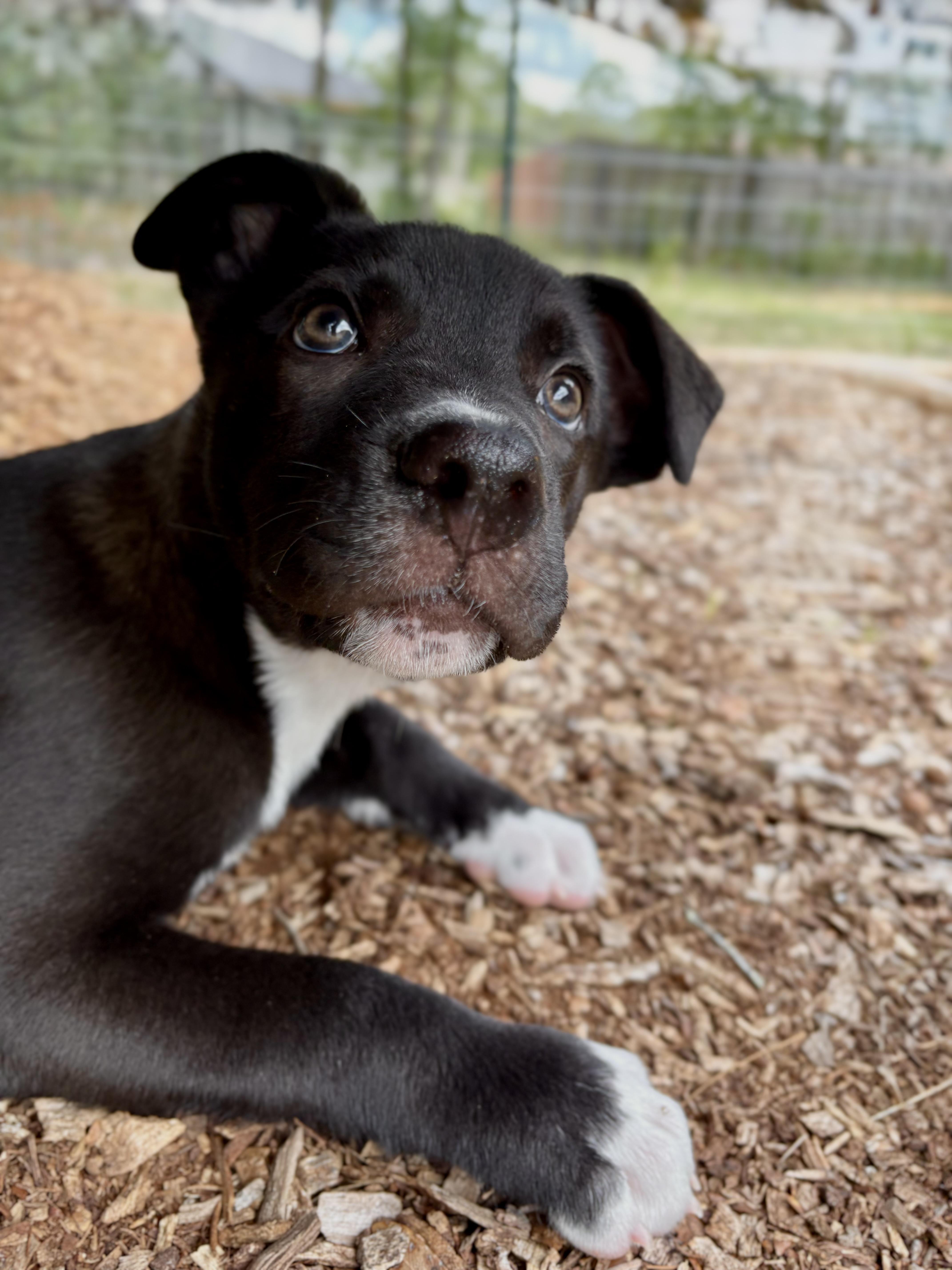 Enlarge Tupac, an adopted mixed breed in Inverness, FL image 5/6