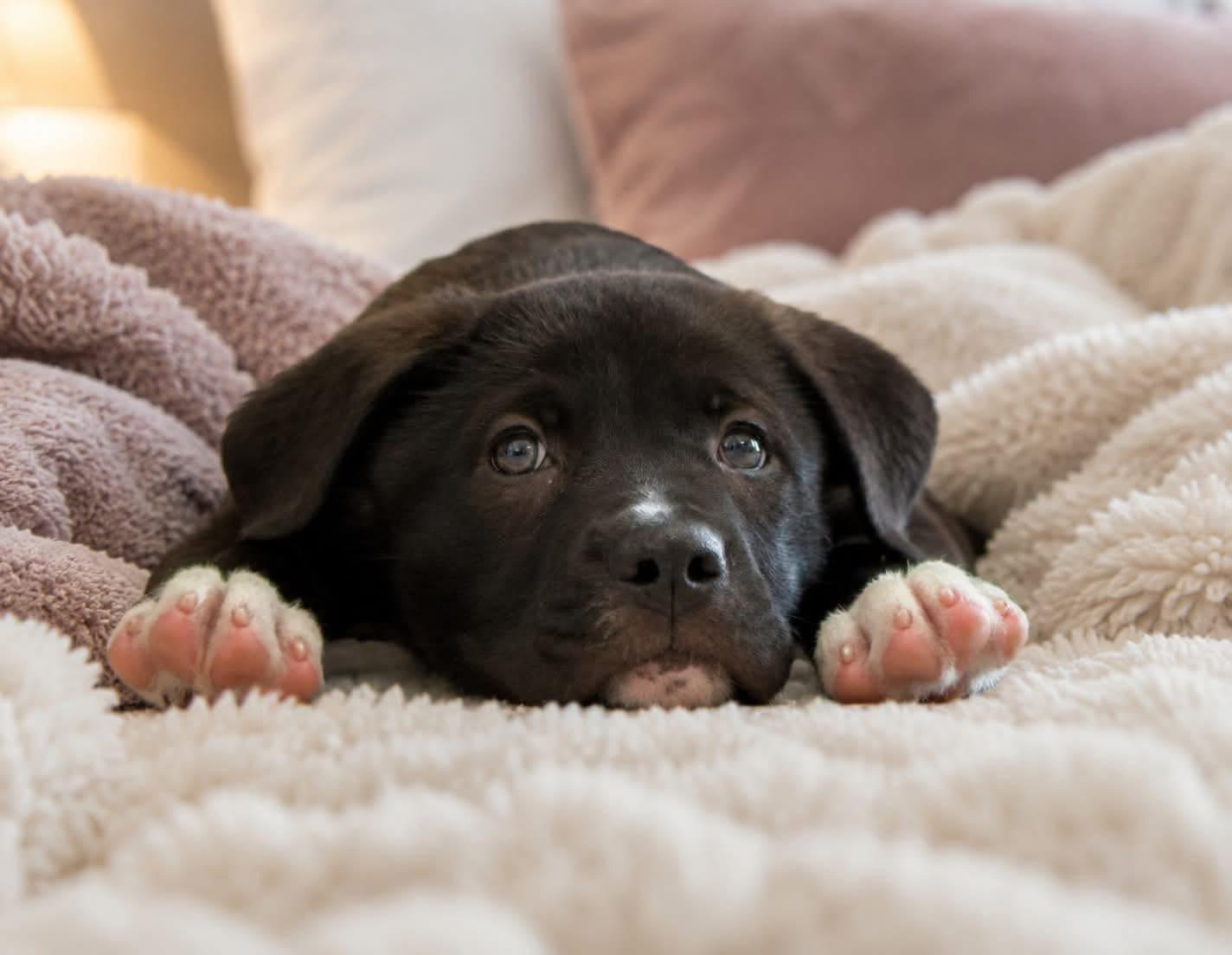 Enlarge Tupac, an adopted mixed breed in Inverness, FL image 2/6
