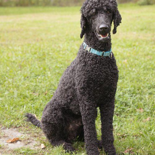 Enlarge Jean Pierre, a Adoptable Standard Poodle in Bowmanville, ON image 1/5