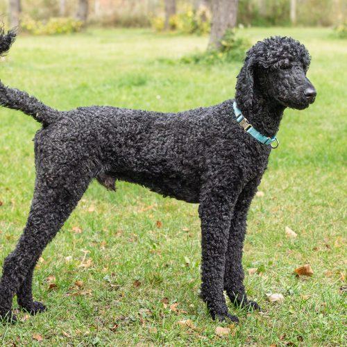 Enlarge Jean Pierre, a Adoptable Standard Poodle in Bowmanville, ON image 2/5