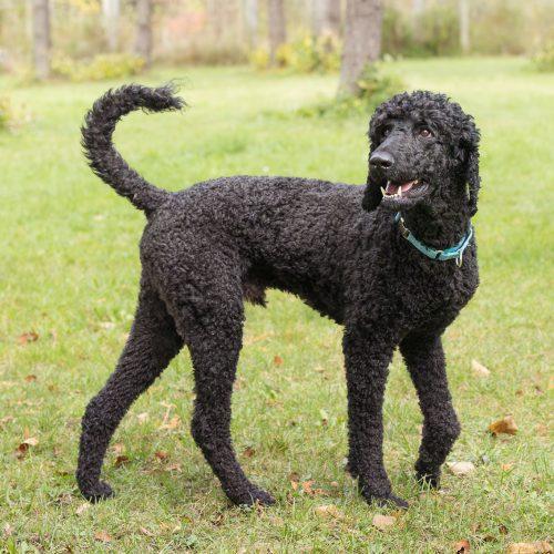 Enlarge Jean Pierre, a Adoptable Standard Poodle in Bowmanville, ON image 3/5