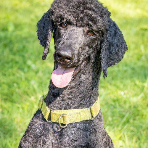 Enlarge Jean Pierre, a Adoptable Standard Poodle in Bowmanville, ON image 4/5