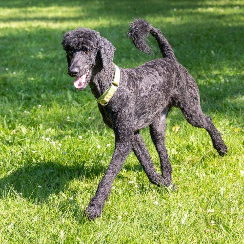 Enlarge Jean Pierre, a Adoptable Standard Poodle in Bowmanville, ON image 5/5