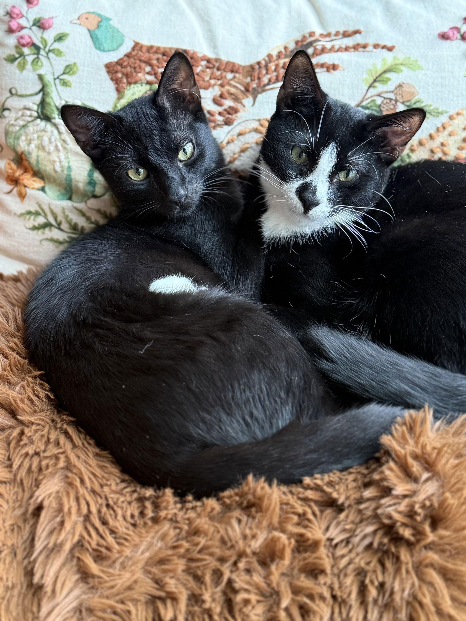 Baby Scottie and Noah, Adoptable, Young Male Domestic Short Hair.