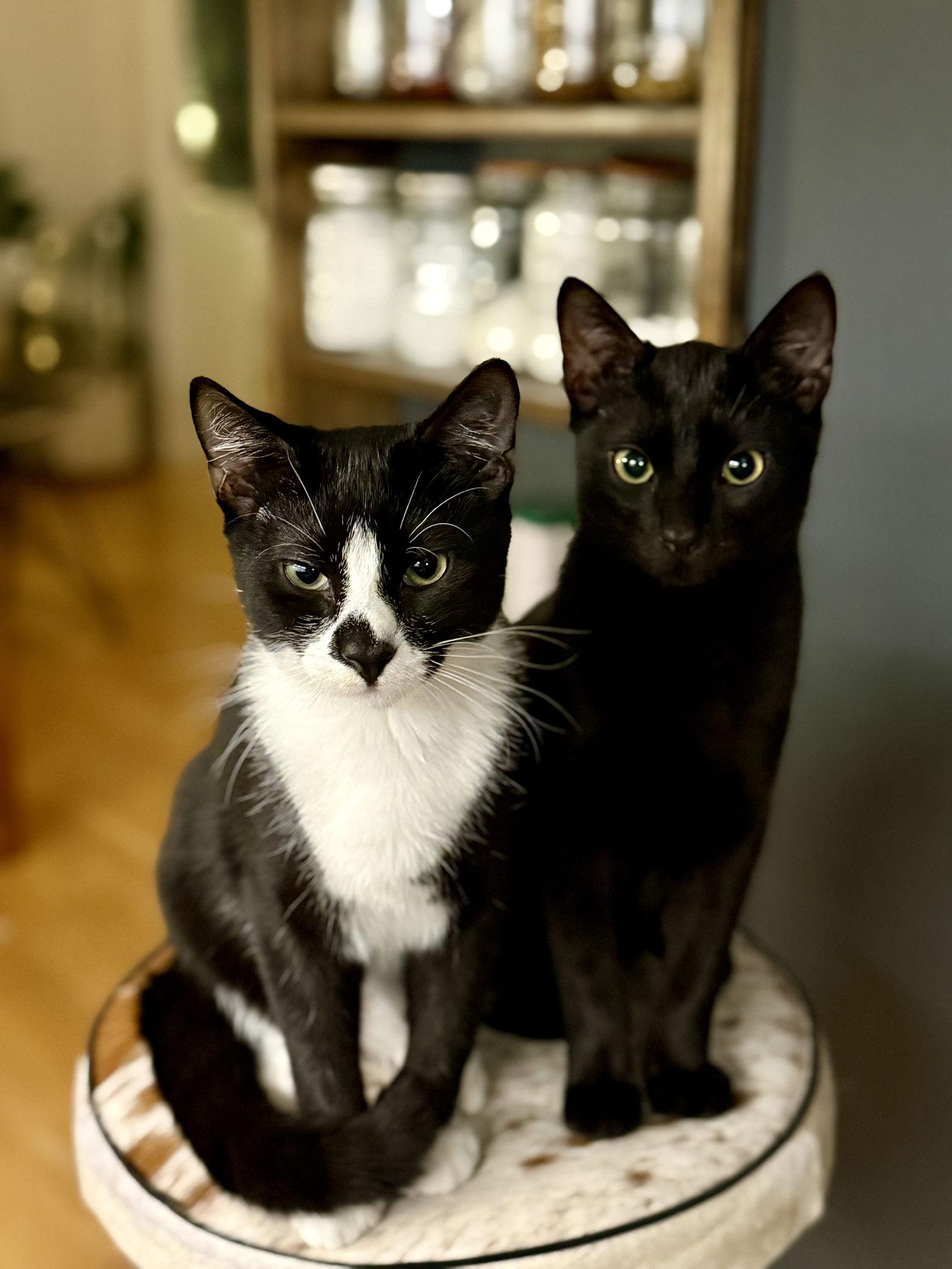 Baby Scottie and Noah, a Adoptable Domestic Short Hair in Brooklyn, NY image 1/3