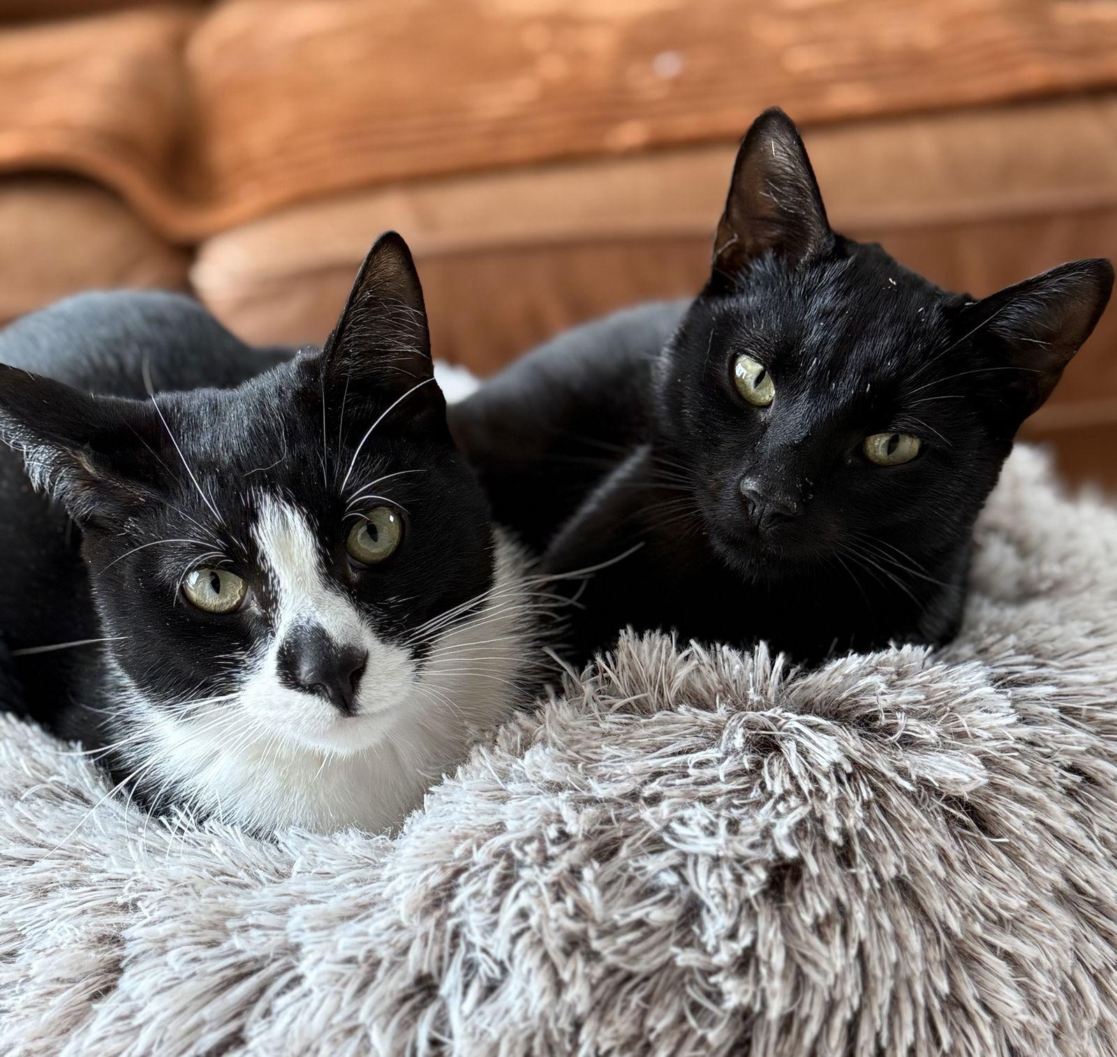 Baby Scottie and Noah, a Adoptable Domestic Short Hair in Brooklyn, NY image 3/3
