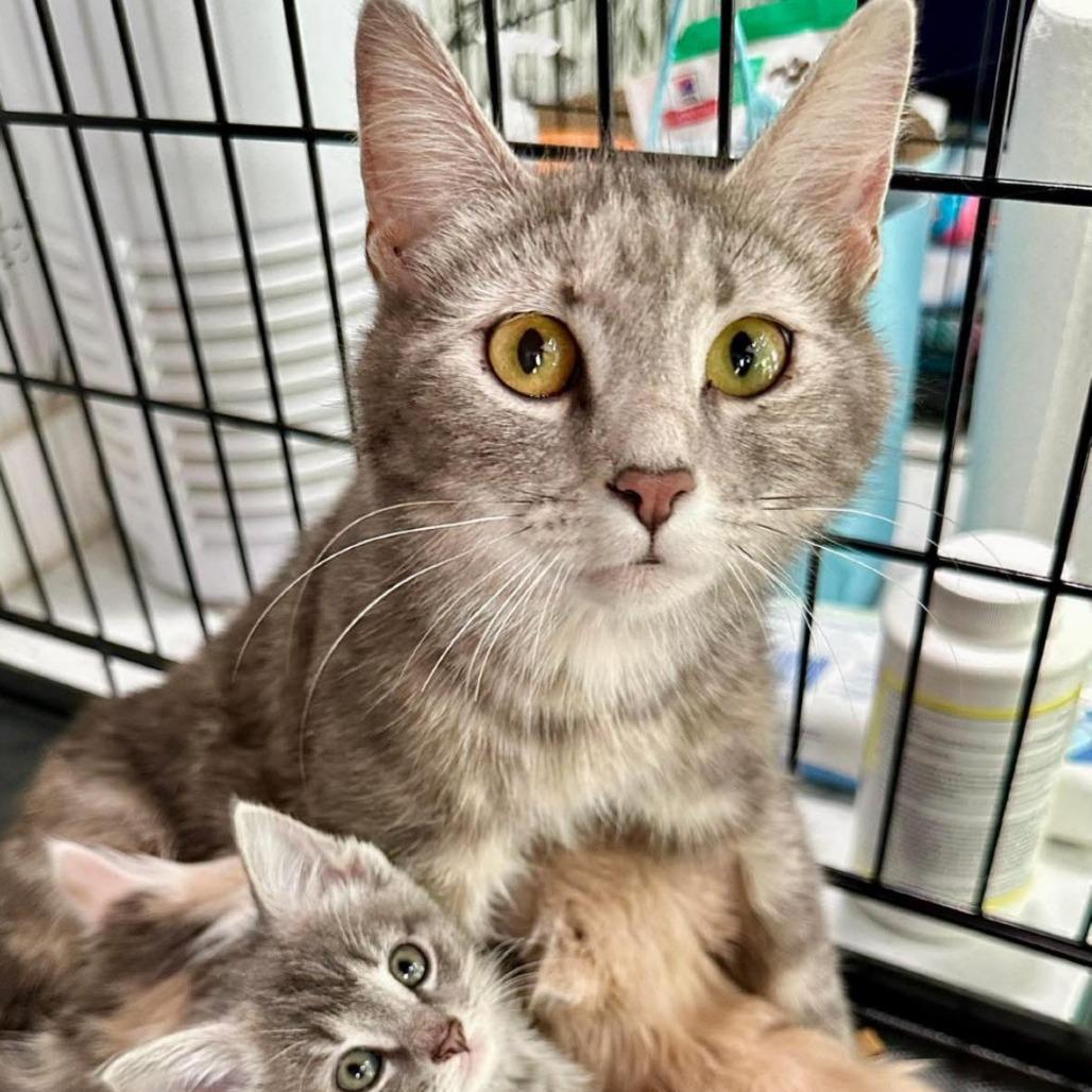 Enlarge Mama Beta, a Adoptable Domestic Short Hair in Leechburg, PA image 2/6