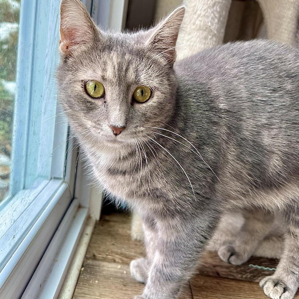 Enlarge Mama Beta, a Adoptable Domestic Short Hair in Leechburg, PA image 3/6