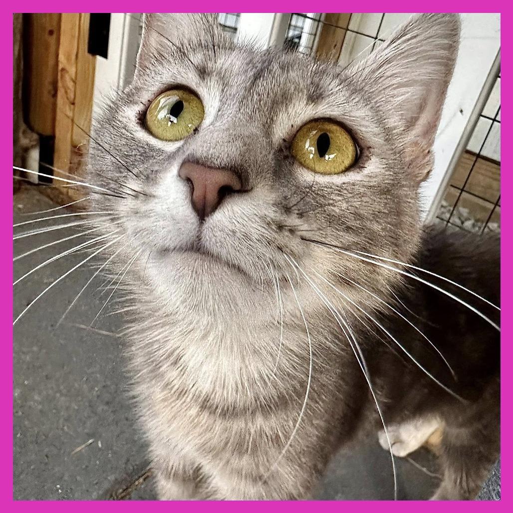 Enlarge Mama Beta, a Adoptable Domestic Short Hair in Leechburg, PA image 4/6