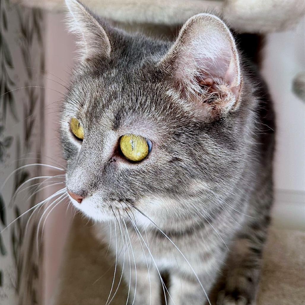 Enlarge Mama Beta, a Adoptable Domestic Short Hair in Leechburg, PA image 1/6