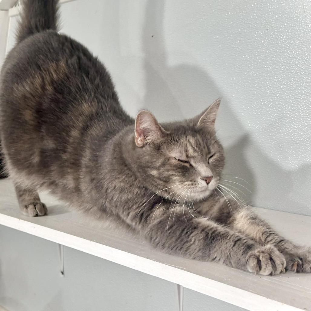 Enlarge Mama Beta, a Adoptable Domestic Short Hair in Leechburg, PA image 5/6