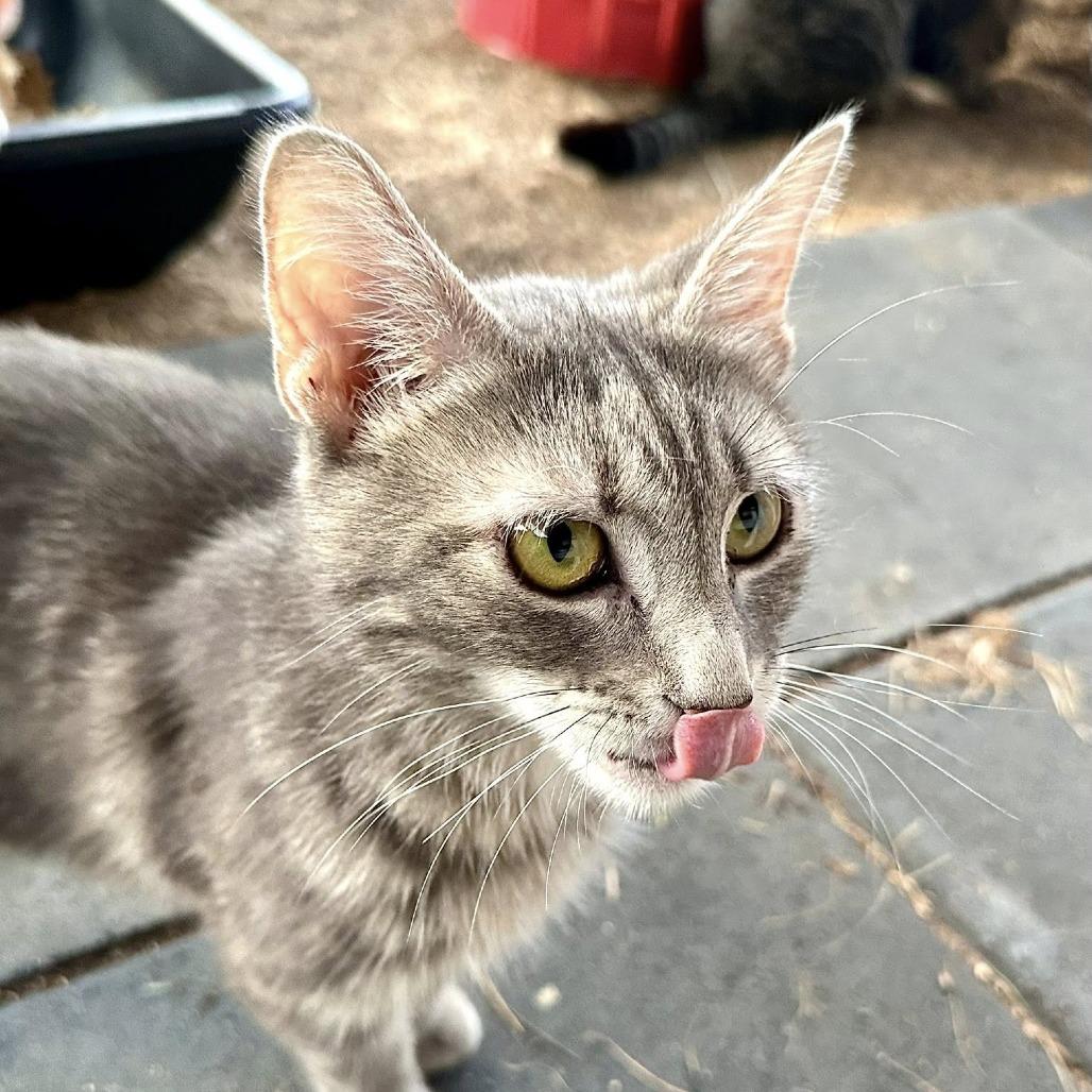 Enlarge Mama Beta, a Adoptable Domestic Short Hair in Leechburg, PA image 6/6