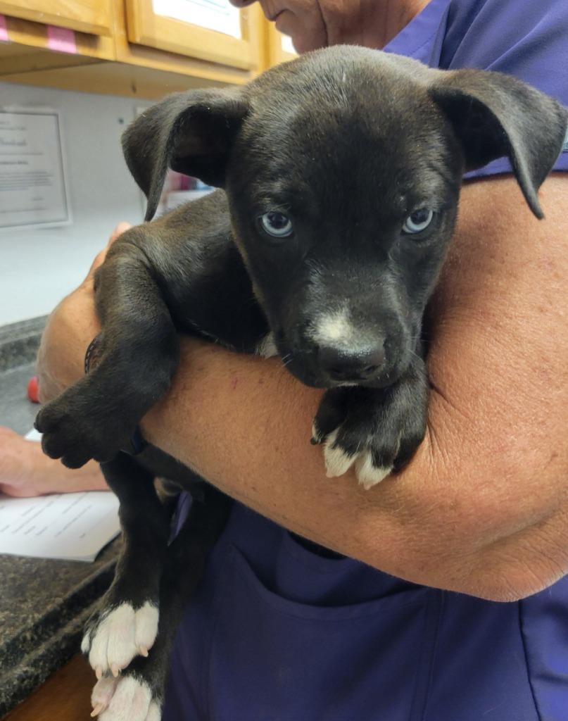 Sauerkraut, Adoptable, Puppy Male Pit Bull Terrier & Mixed Breed.