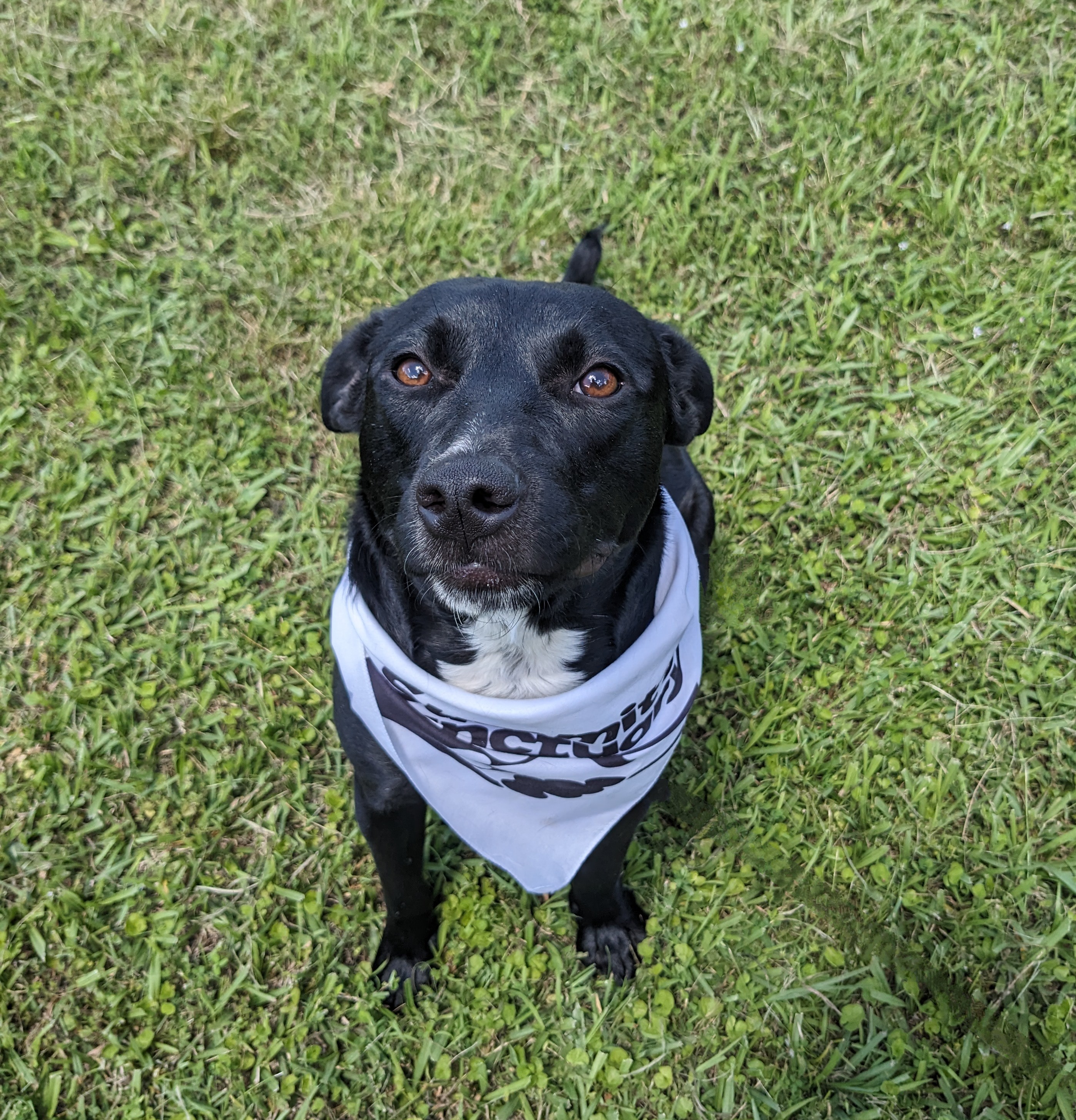 Lyric, Adopted, Young Female Black Labrador Retriever & Mixed Breed.