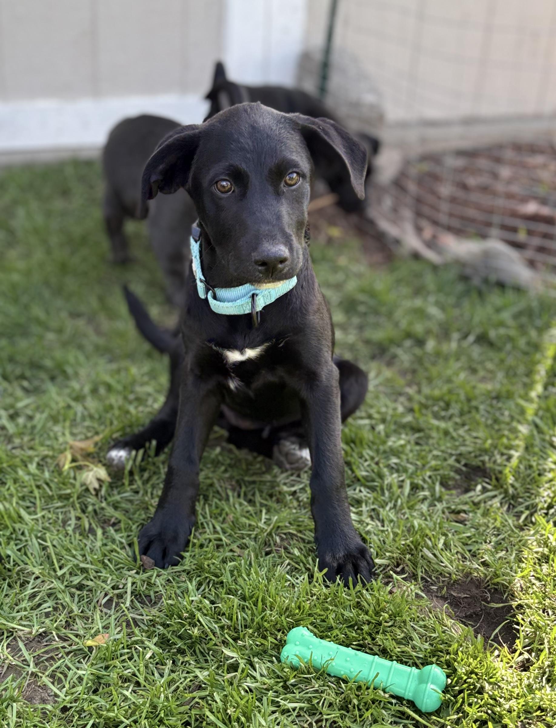 Pecan, Adoptable, Puppy Male Labrador Retriever & Border Collie.