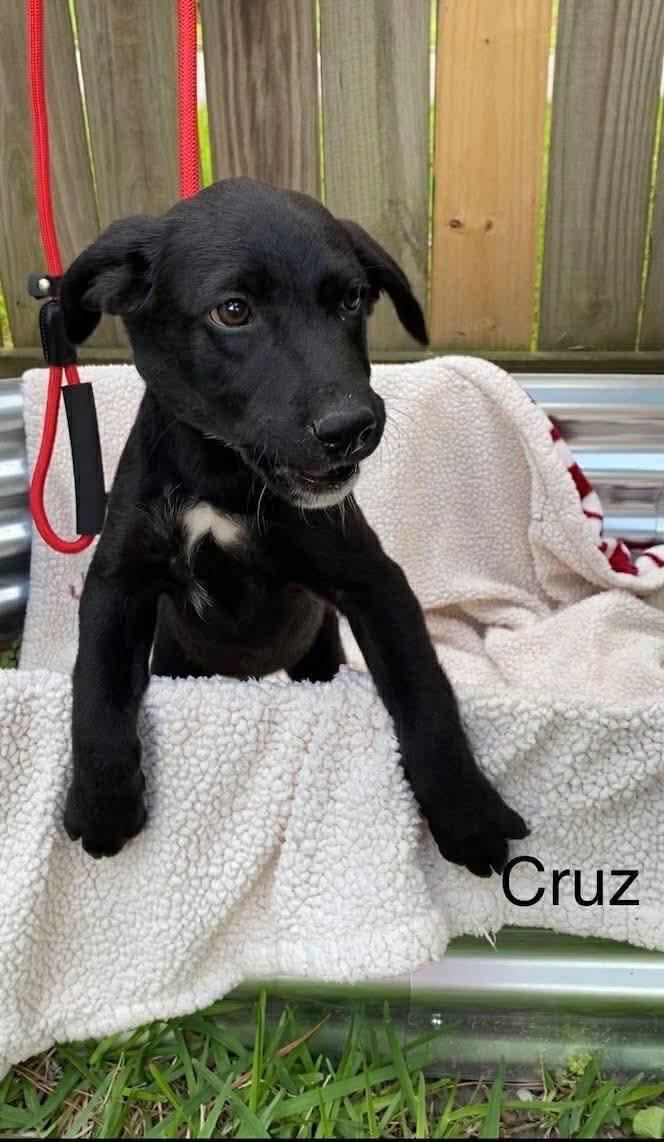 Pecan, a Adoptable mixed breed in New Baltimore, MI image 2/2