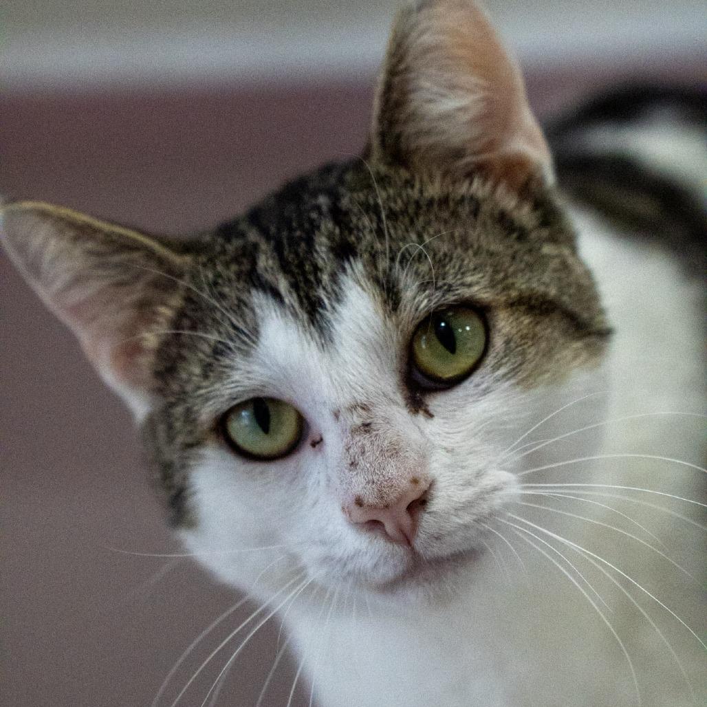 Samuel, Adoptable, Adult Male Domestic Short Hair.