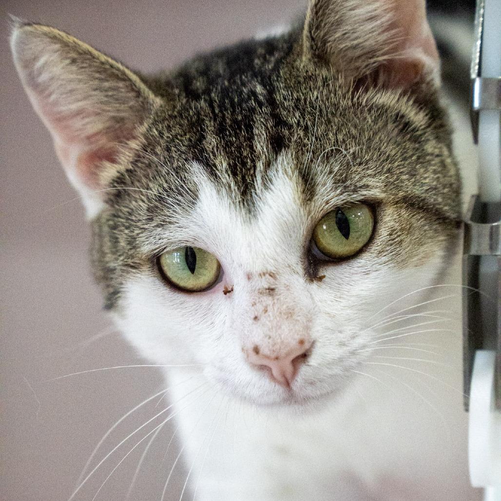 Samuel, a Adoptable Domestic Short Hair in Elizabeth City, NC image 2/4