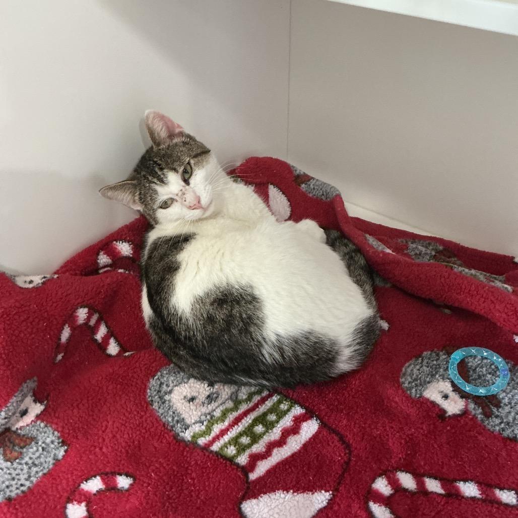 Samuel, a Adoptable Domestic Short Hair in Elizabeth City, NC image 3/4