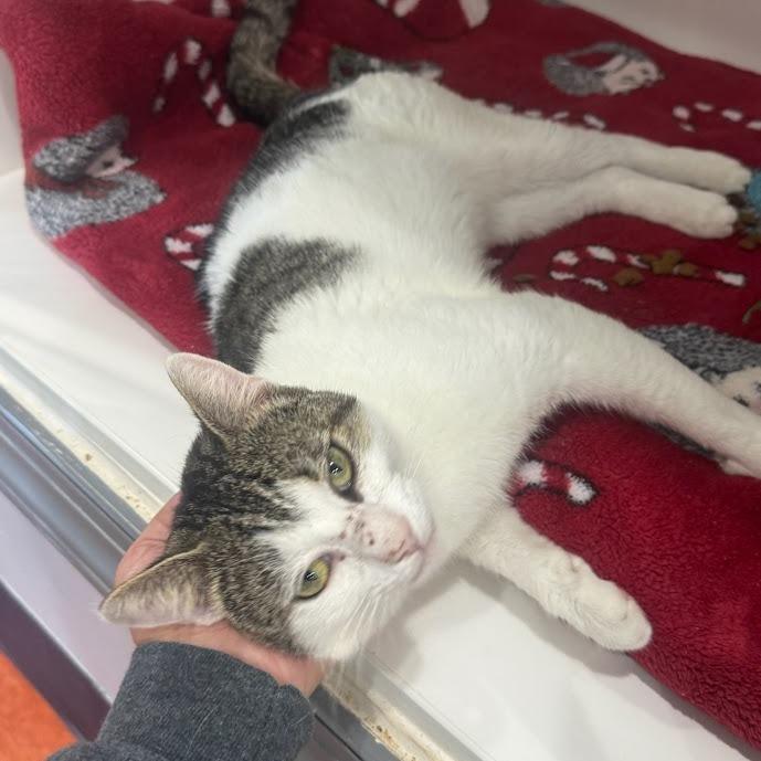 Samuel, a Adoptable Domestic Short Hair in Elizabeth City, NC image 4/4