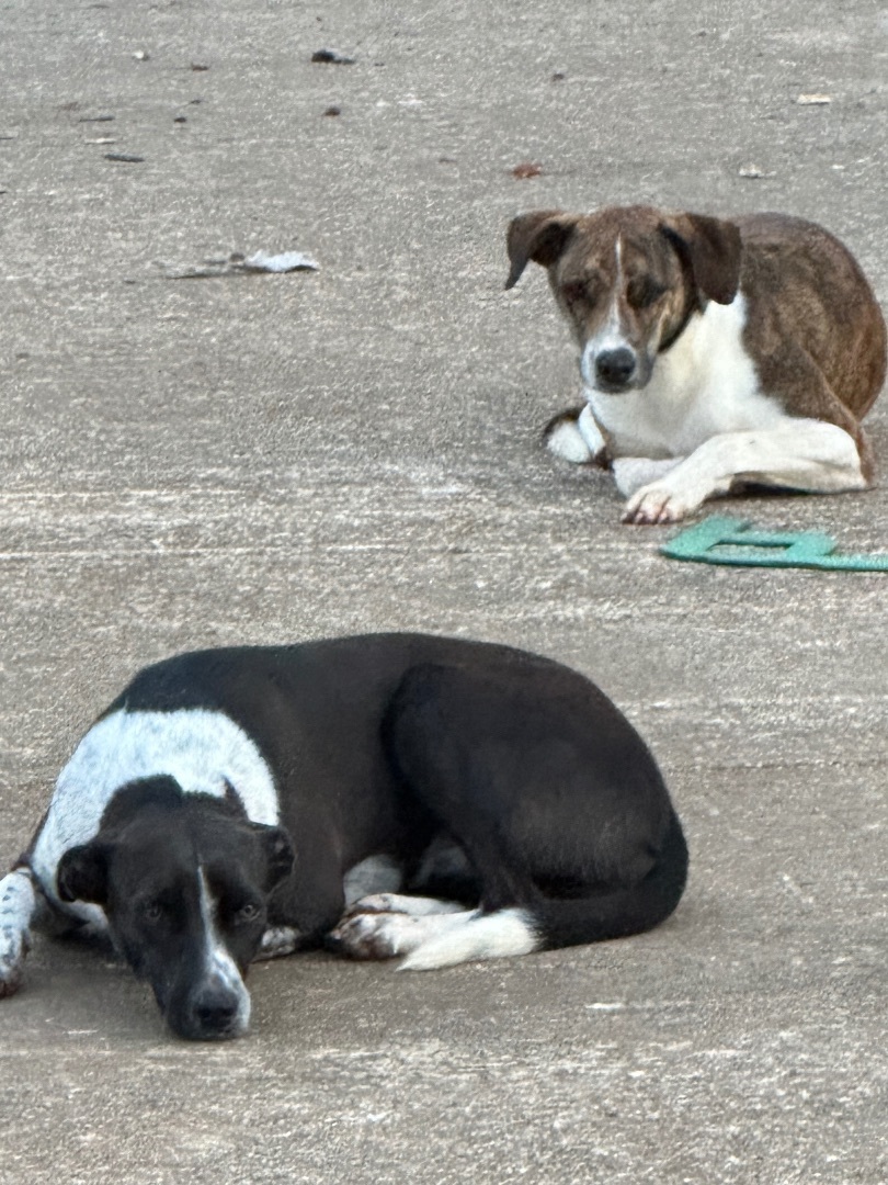 Enlarge Bravo & Bonita, a Adoptable Greyhound in Rincon, PR image 1/2