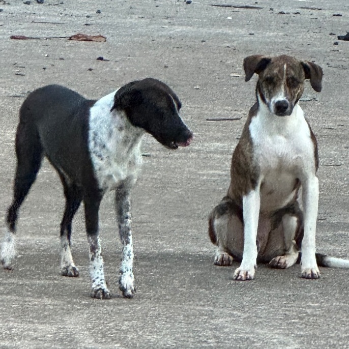 Bravo & Bonita, a Adoptable Greyhound in Rincon, PR image 1/2